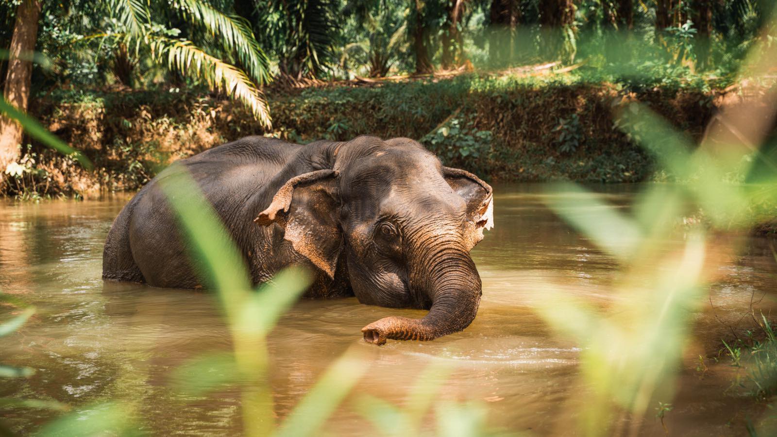 Khaosok Elephant Santancry