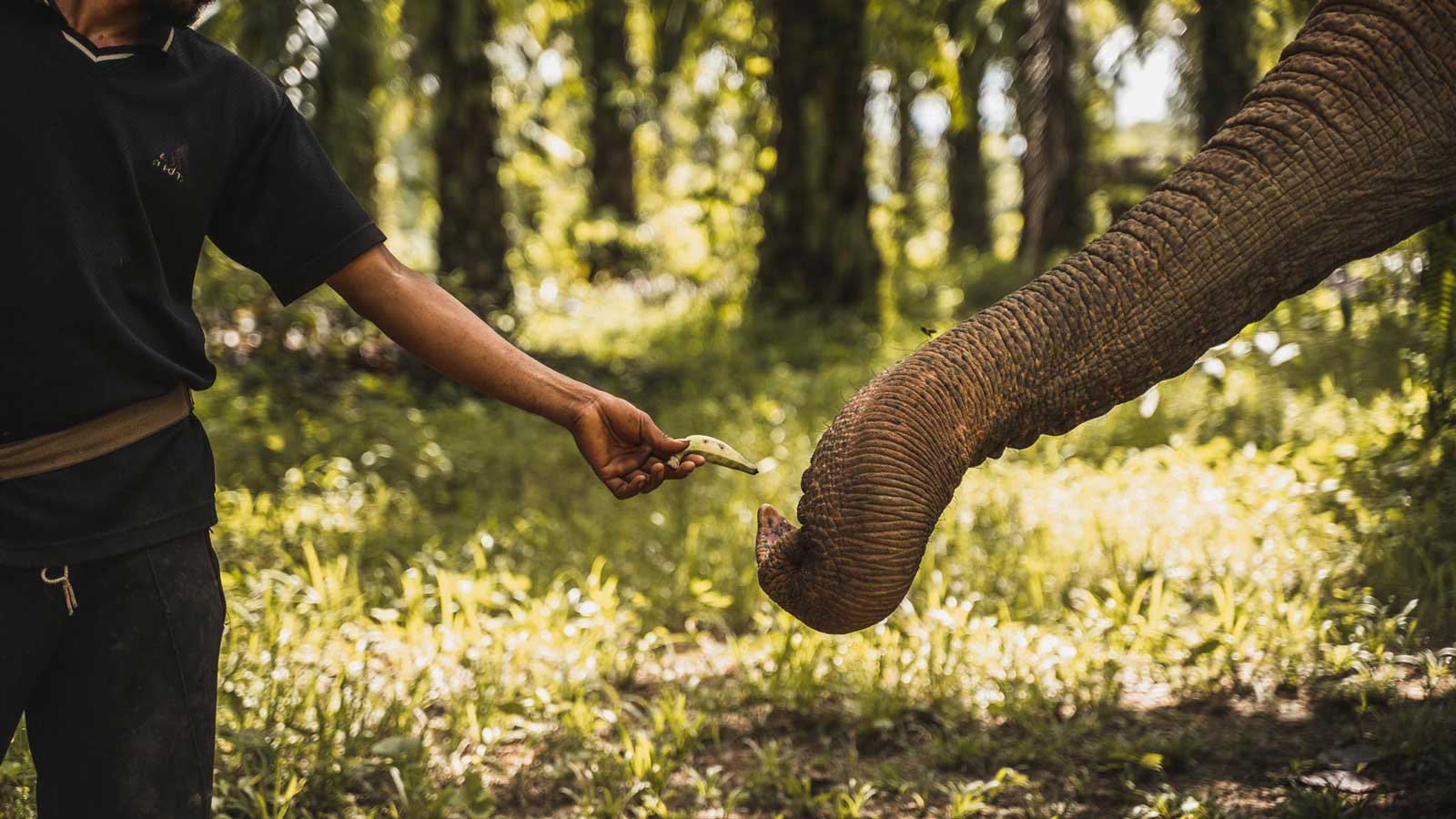 KhaosokElephantSanctuary Human and elephant live together